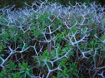 trnovit-put trnovit-put